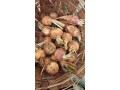 trans-agro-range-small-3