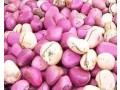 trans-agro-range-small-2