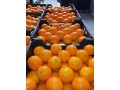 suppling-and-export-for-agriculture-small-4