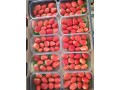 suppling-and-export-for-agriculture-small-0