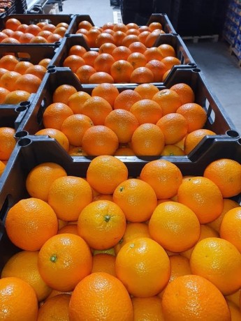 suppling-and-export-for-agriculture-big-4