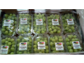 egy-green-small-1