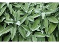 king-herbal-small-1
