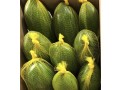 zahra-food-industries-small-2